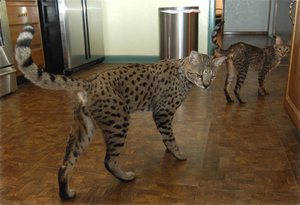 Характеристики на породи котки, подобни на тръс, за които се грижат и хранене (котки) Характеристики на породи котки, подобни на тръс, за които се грижат и хранене