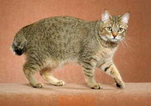 Характеристики на породи котки, подобни на тръс, за които се грижат и хранене