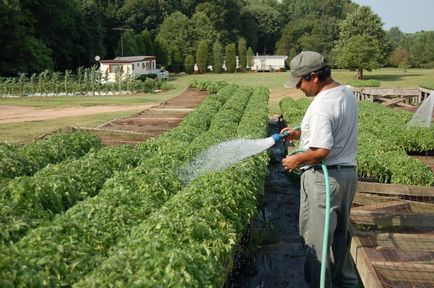 Особености грижи и поливане доматен разсад