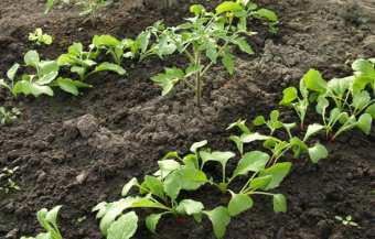 За да научите как да се засадят репички, за да получите добра реколта