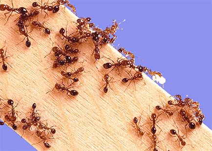 Отрова за мравки в дома, отколкото един апартамент е по-добре да се отклони
