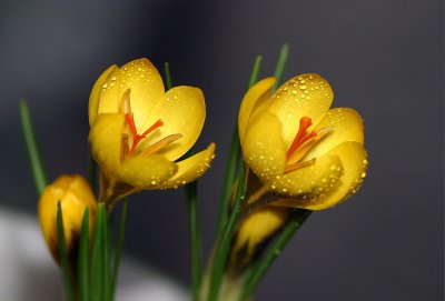 За цвете минзухар