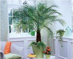Палма спалня (39 снимки) видове дома декоративни, с перести листа от растения, подобно