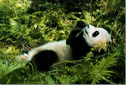 Panda - странно дете на природата