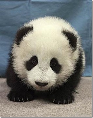 Panda - странно дете на природата