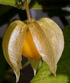 Solanaceae растение семейство