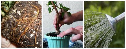 Пресаждането и възпроизвеждане на Ficus benjamina как да се у дома
