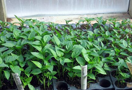 Pepper - засаждане и грижи в оранжерията, pasynkovanie като начин за увеличаване на добива