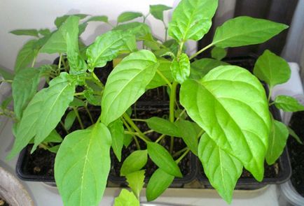 Pepper - засаждане и грижи в оранжерията, pasynkovanie като начин за увеличаване на добива