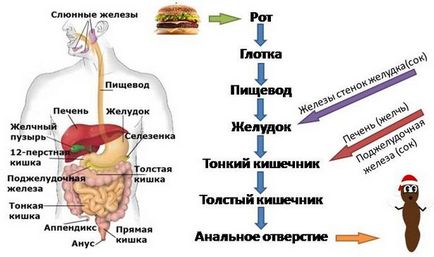 Разграждането на месо в организма ензими на човека и времето на храносмилането