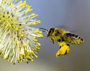 Пчелен прашец и полезни терапевтични свойства, както като