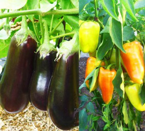 Peppers и патладжан в оранжерия как да се получи добра реколта