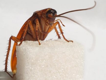 Защо хлебарки изчезнали - където хлебарките изчезнаха
