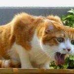 Защо котката избухнал всеки ден след консумиране на храна или пяна, бяла пяна и кръв, без вълна