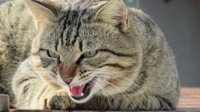 Защо котка губи мустаците си, за да се направи