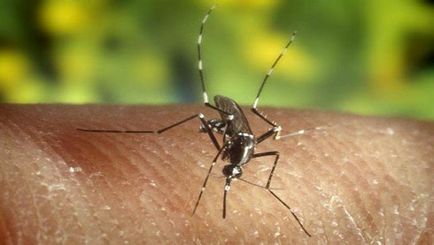 Защо комарите хапят нас