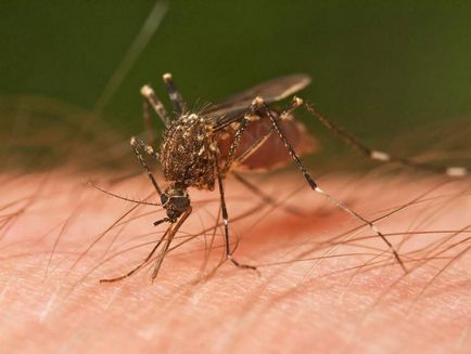 Защо комарите хапят нас