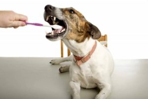 Защо кучетата попадат причини зъби, превантивни мерки