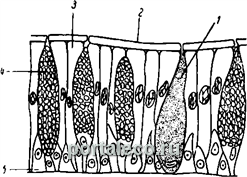 Калъфи за тялото - земните червеи