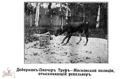 Полицейските кучета в България от 1920 до наши дни