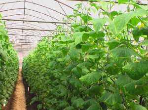 Поливане краставици в препоръките на парникови на опитни градинари