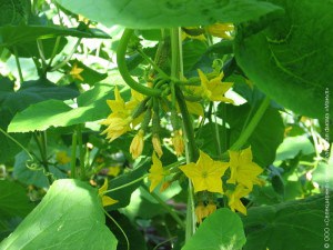 Поливане краставици в препоръките на парникови на опитни градинари