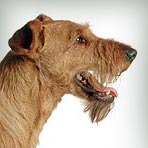 Пълен списък на малки породи кучета линеене