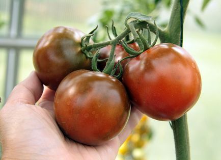 Домати Кумата клас и снимка, отзиви и домати, семена и описание на цветни