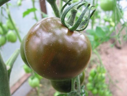 Домати Кумата клас и снимка, отзиви и домати, семена и описание на цветни
