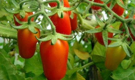 Домати снимка пръста, рецепти от зелени домати за зимата, ревюта, видео