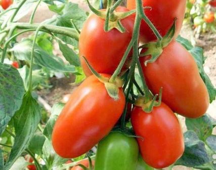 Домати Rocket - вие трябва да знаете за домати градинар засаждане
