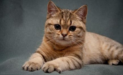 Популярни прякори за котки българските имена на момчетата, най-интересните и оригинални, прост,