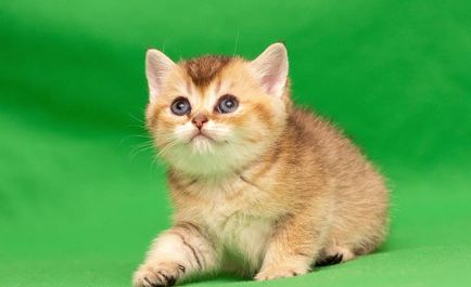 Популярни прякори за котки българските имена на момчетата, най-интересните и оригинални, прост,