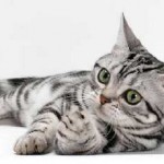 Порода на котка, без опашка снимка, име, не кръстословици 5 писма и отговори на често задавани въпроси за