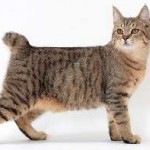 Порода на котка, без опашка снимка, име, не кръстословици 5 писма и отговори на често задавани въпроси за