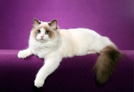 Краля на котка описание порода със снимки