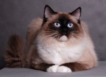 Краля на котка описание порода със снимки