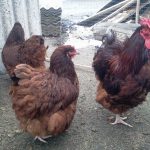 Orpington порода пилета условия на живот, грижа и отглеждане
