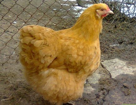Orpington порода пилета условия на живот, грижа и отглеждане