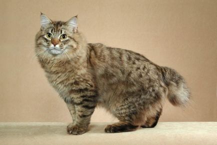 Порода котки без опашка снимка и описание