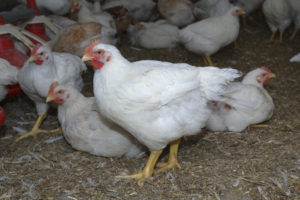 Порода пилета-бройлери, тяхното описание и основните разлики в съдържанието