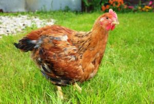 Порода пилета-бройлери, тяхното описание и основните разлики в съдържанието