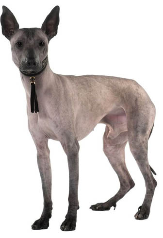 Порода без козина (голи) името на кучета, описание и снимки, всичко за кучета