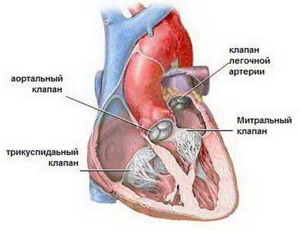 Клапно диагноза болест, лечение и профилактика