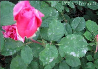 Засаждане и грижи за розите в градината на правилата за отглеждане и размножаване