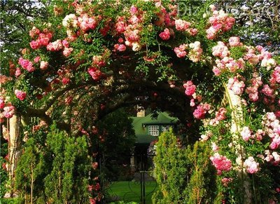 Засаждане и грижи за розите в градината на правилата за отглеждане и размножаване