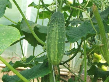 Засаждане и отглеждане на краставици в оранжерии