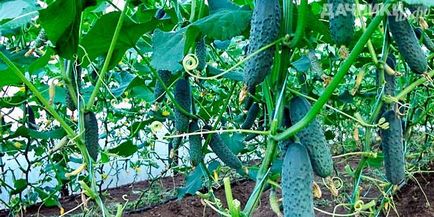 Засаждане и отглеждане на краставици в оранжерии