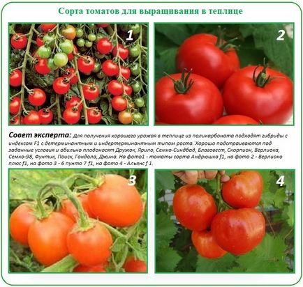 Засаждане домати в етапите на парникови поликарбонат и спецификата