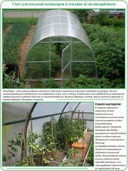 Засаждане домати в етапите на парникови поликарбонат и спецификата